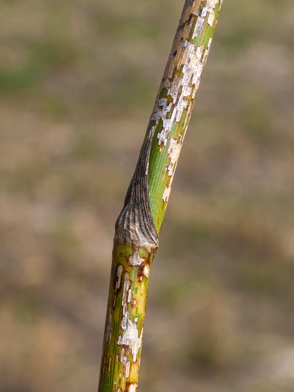 Foeniculum sanguineum.06