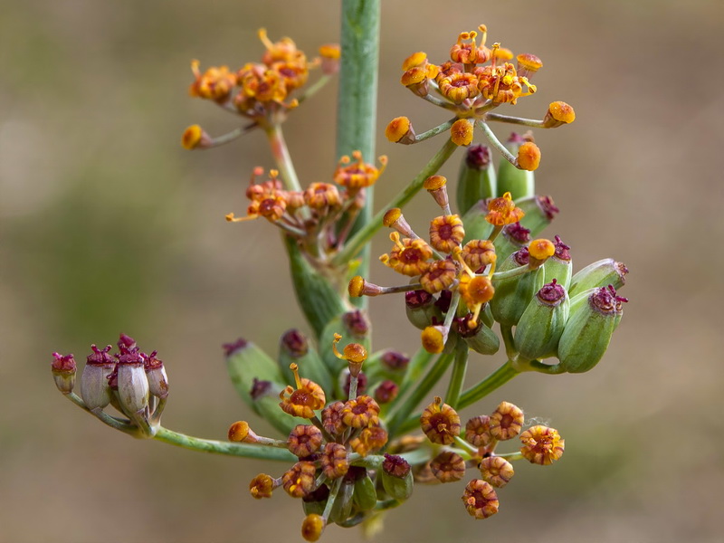 Foeniculum sanguineum.07