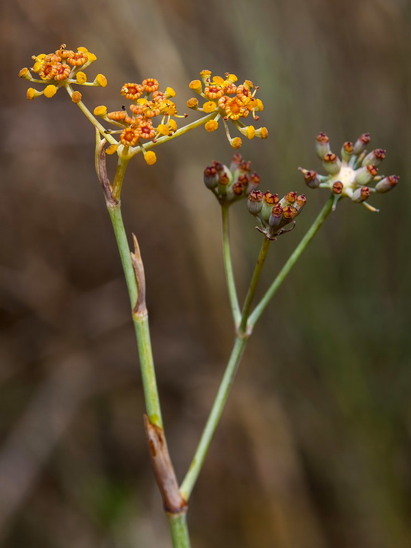 Foeniculum sanguineum.08