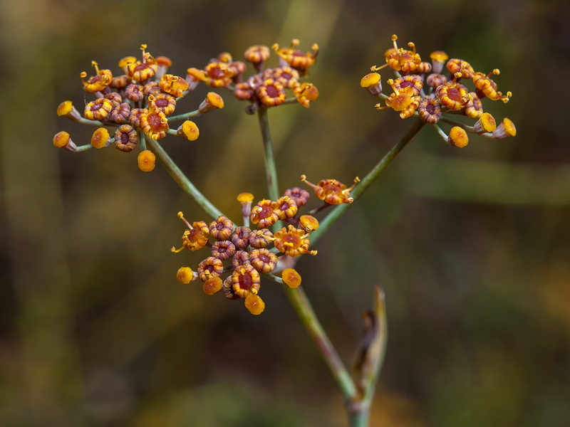 Foeniculum sanguineum.09