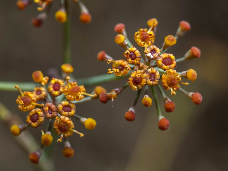 Foeniculum sanguineum.11