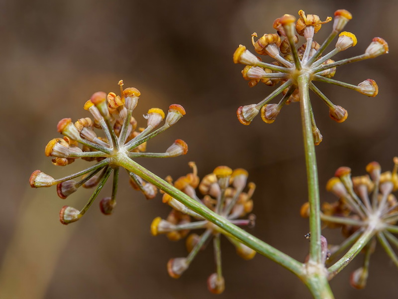 Foeniculum sanguineum.14
