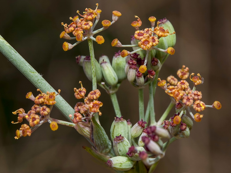 Foeniculum sanguineum.16