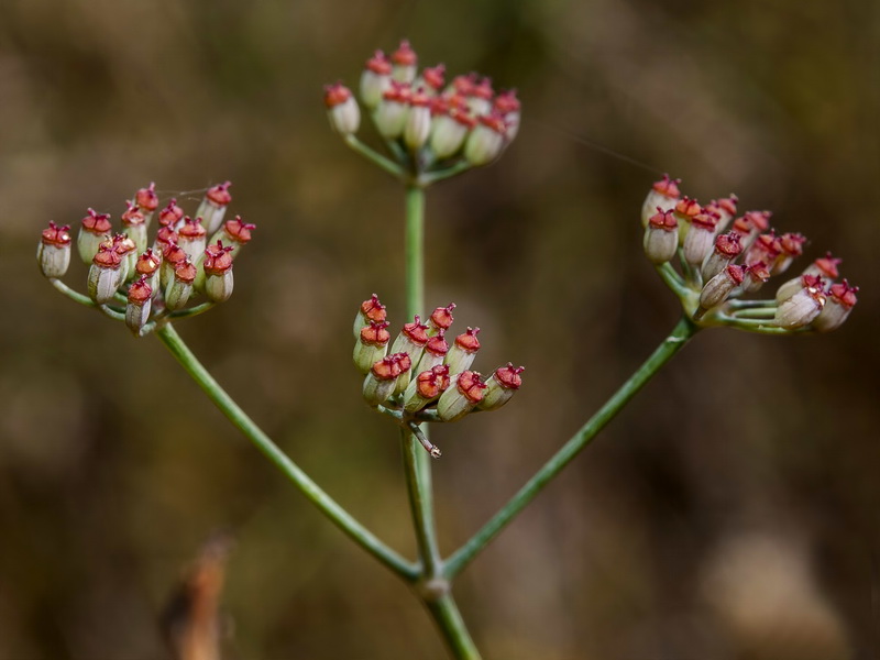 Foeniculum sanguineum.18