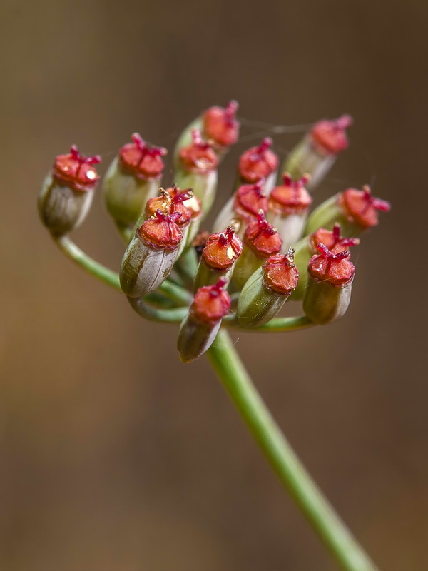 Foeniculum sanguineum.20