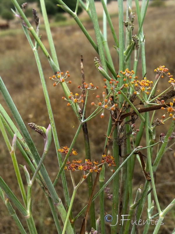 Foeniculum sanguineum.23