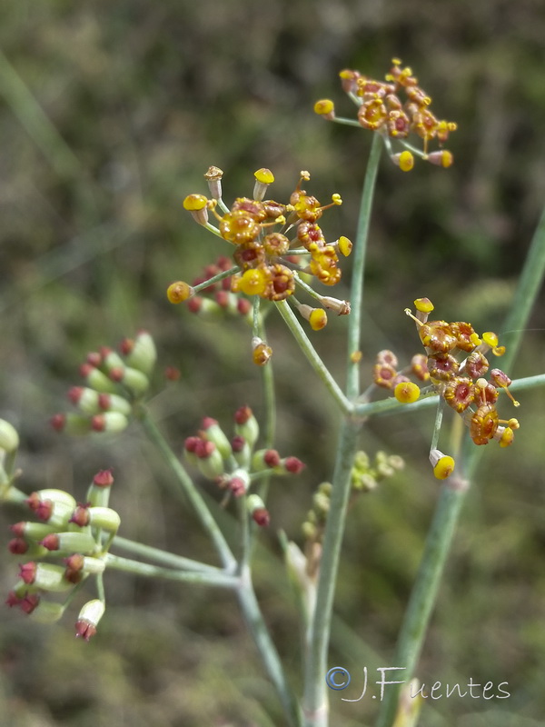 Foeniculum sanguineum.26