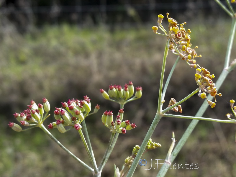 Foeniculum sanguineum.29
