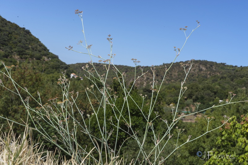Foeniculum sanguineum.31