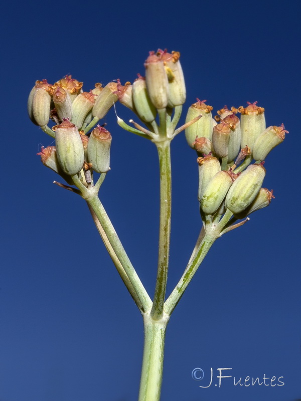 Foeniculum sanguineum.35