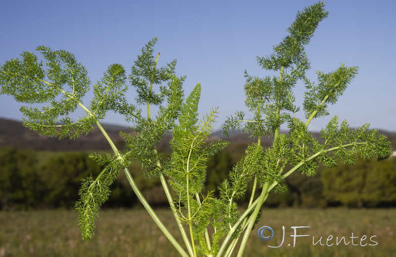 Foeniculum sanguineum.38