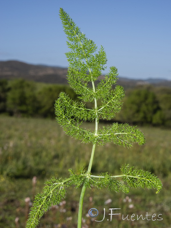 Foeniculum sanguineum.40