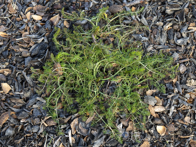 Foeniculum sanguineum.42