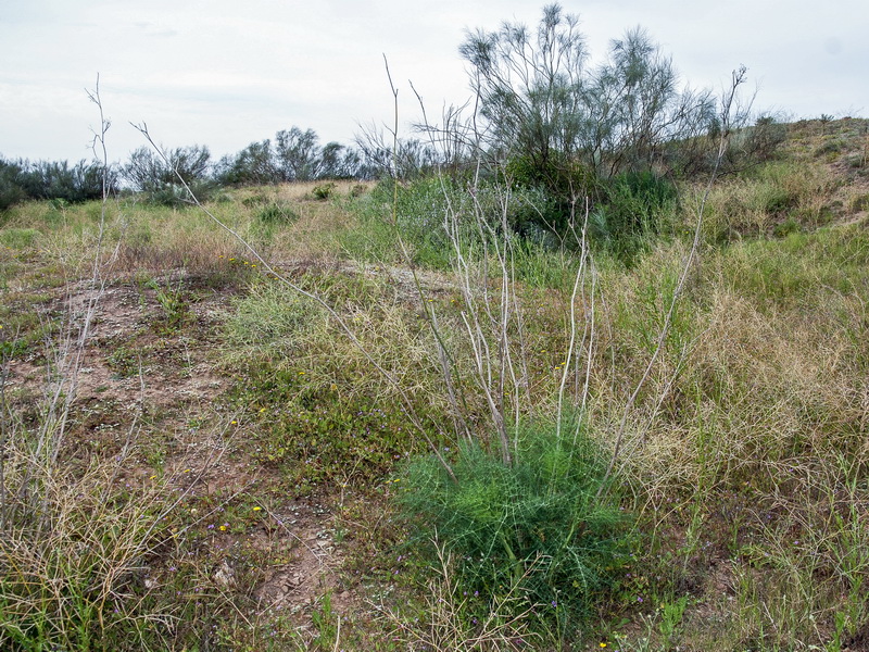 Foeniculum vulgare.02