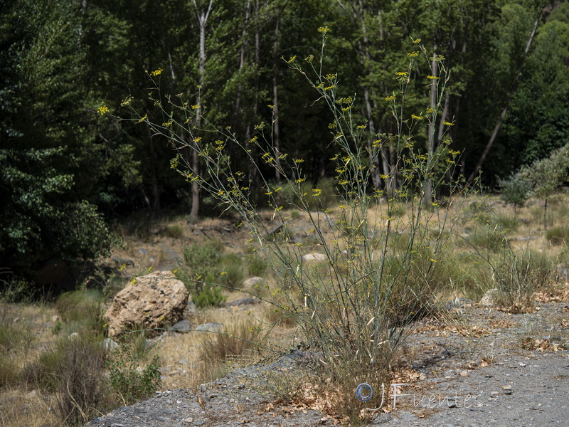 Foeniculum vulgare.15