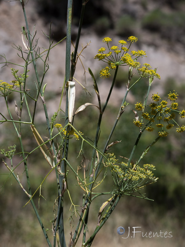 Foeniculum vulgare.18