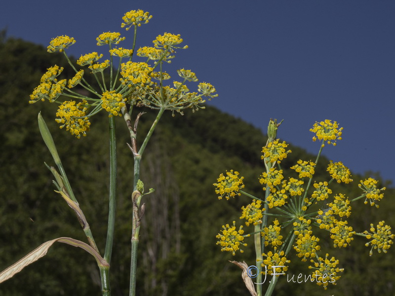 Foeniculum vulgare.19