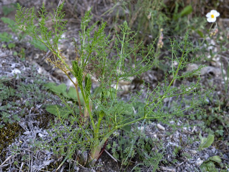 Foeniculum vulgare.20