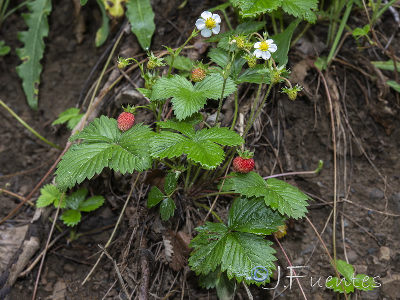 Fragaria vesca vesca.10