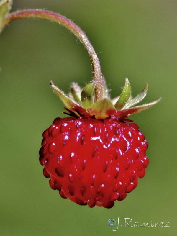 Fragaria vesca vesca.11