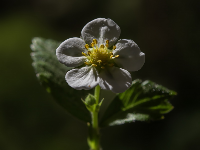 Fragaria vesca vesca.13