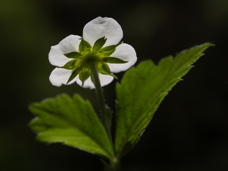 Fragaria vesca vesca.14