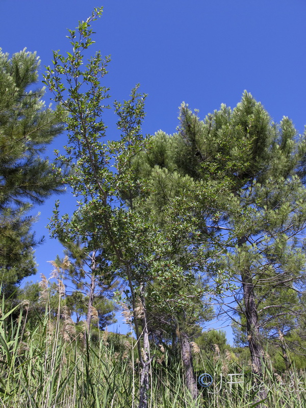 Frangula alnus alnus.01