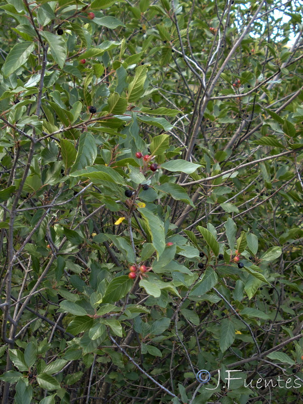 Frangula alnus alnus.02