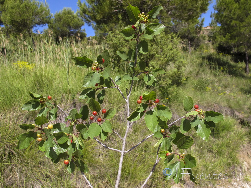 Frangula alnus alnus.03