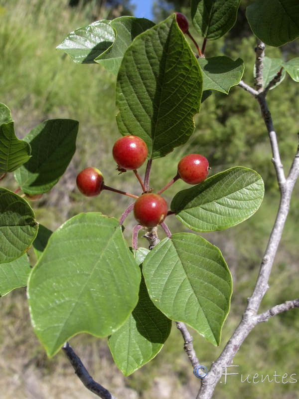 Frangula alnus alnus.06