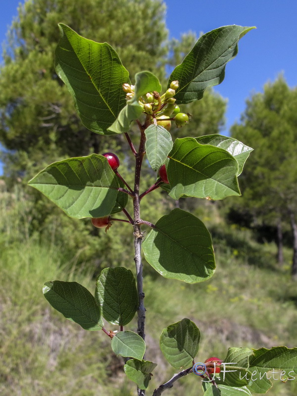 Frangula alnus alnus.07