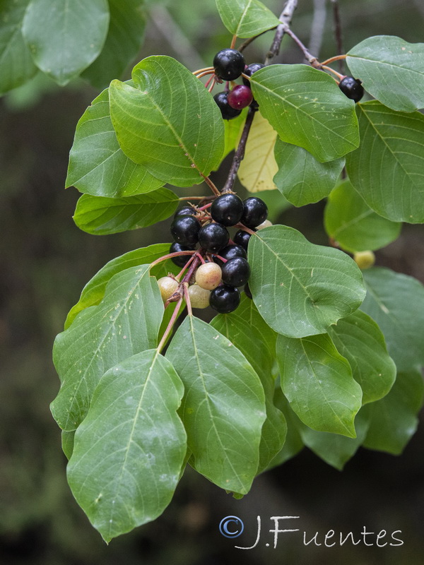 Frangula alnus alnus.05