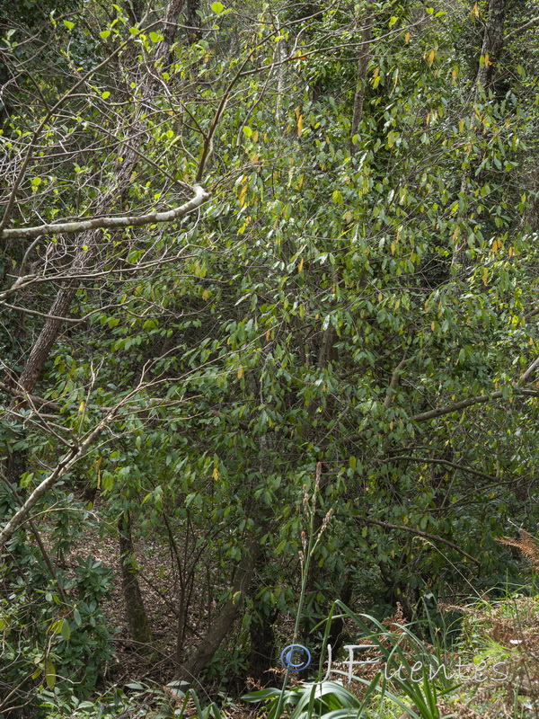 Frangula alnus baetica.01