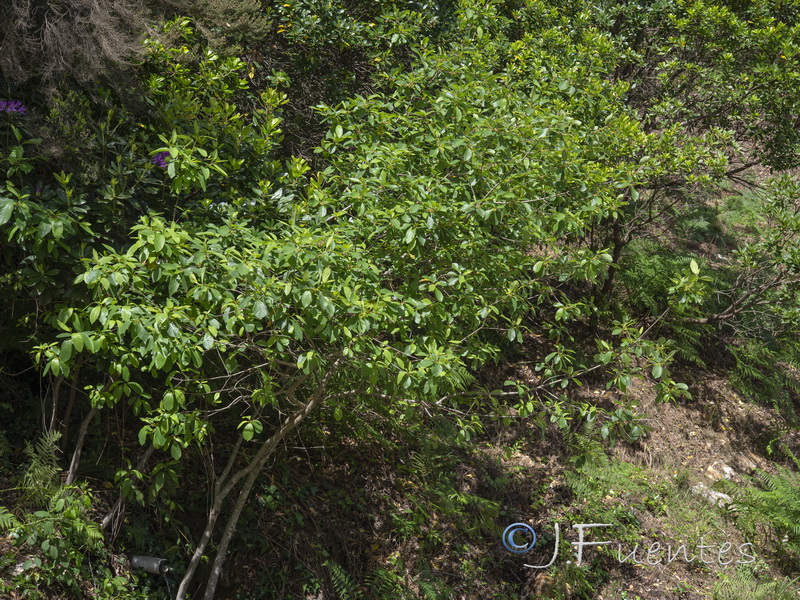 Frangula alnus baetica.02