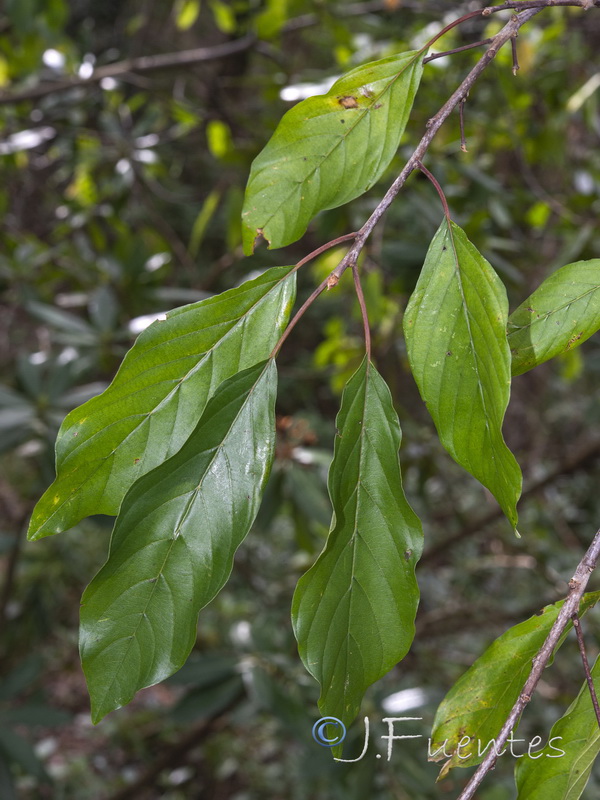 Frangula alnus baetica.03
