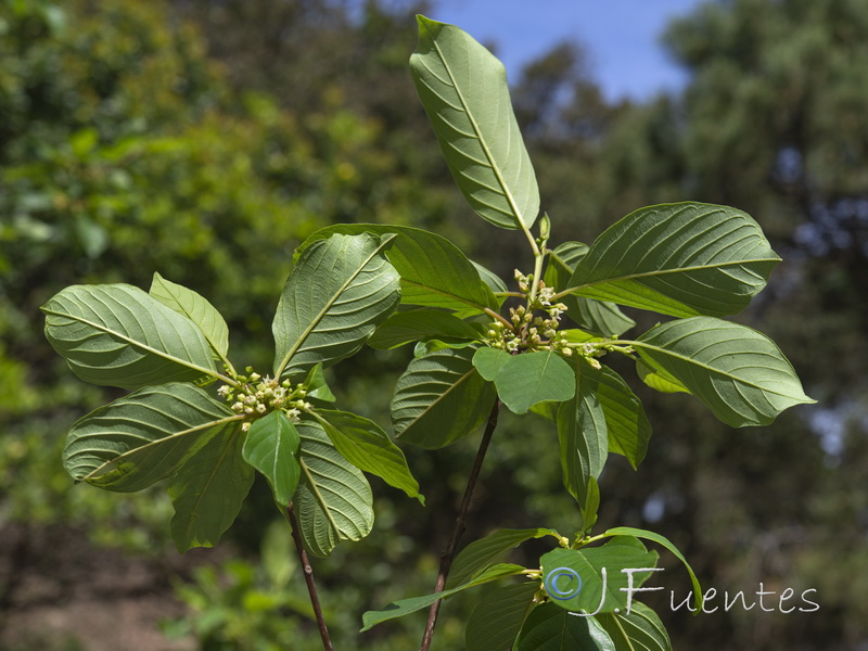Frangula alnus baetica.04