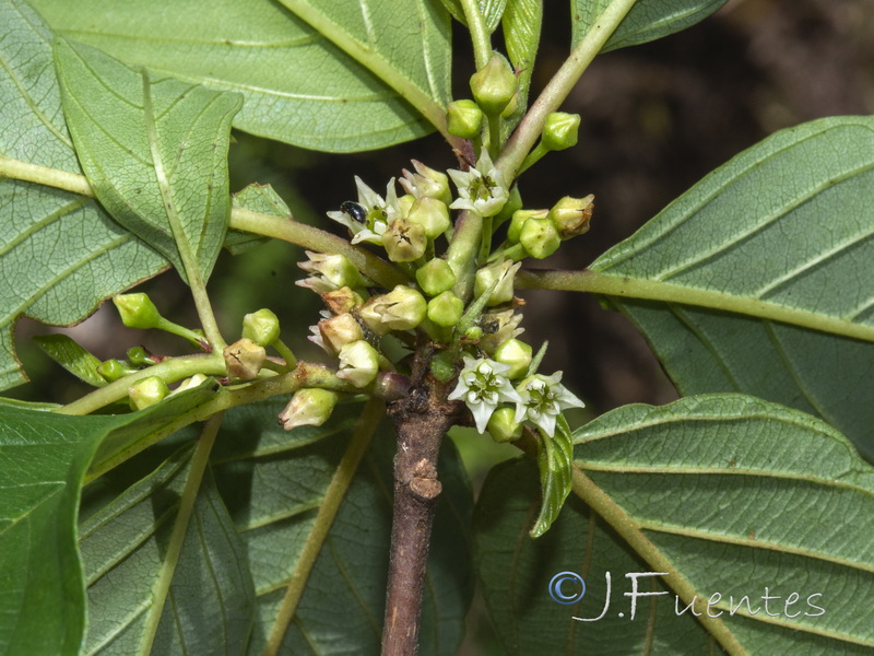 Frangula alnus baetica.06