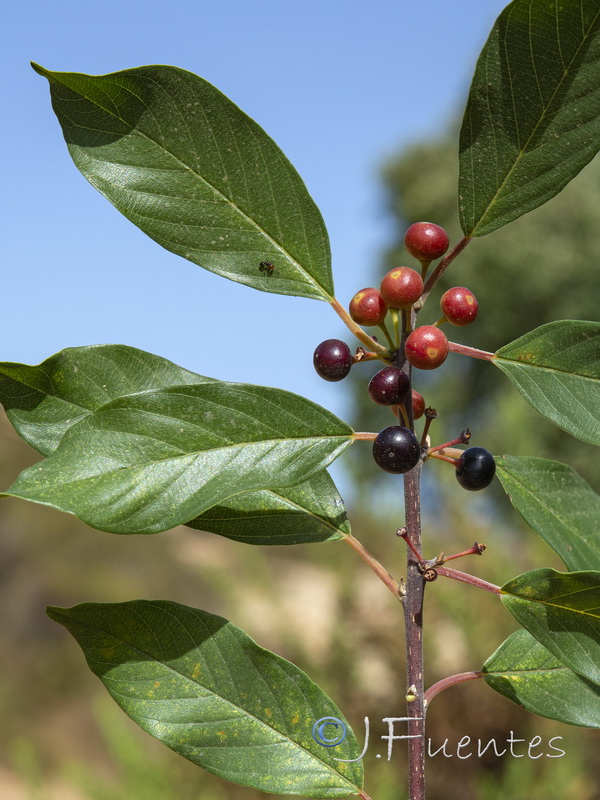 Frangula alnus baetica.08