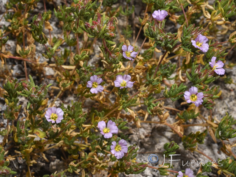 Frankenia boissieri.01