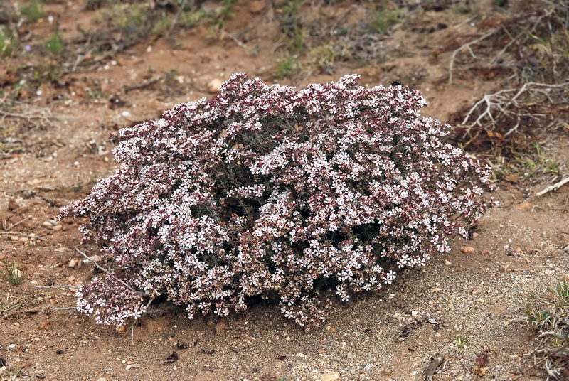 Frankenia corymbosa.01
