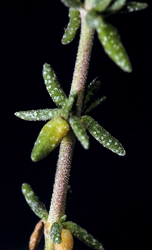 Frankenia corymbosa.03