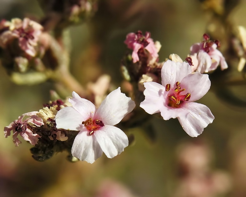 Frankenia corymbosa.12