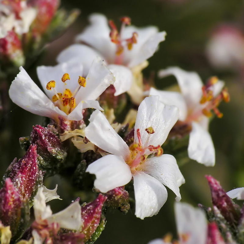 Frankenia corymbosa.13