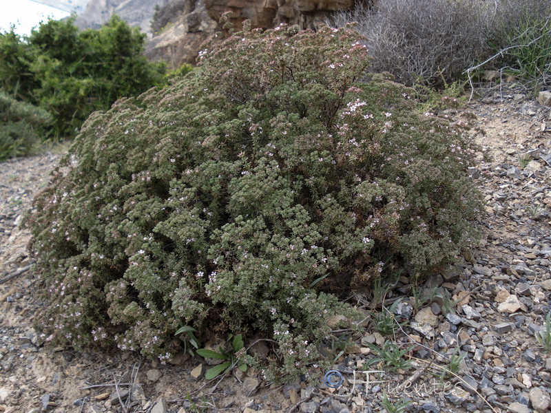 Frankenia corymbosa.15