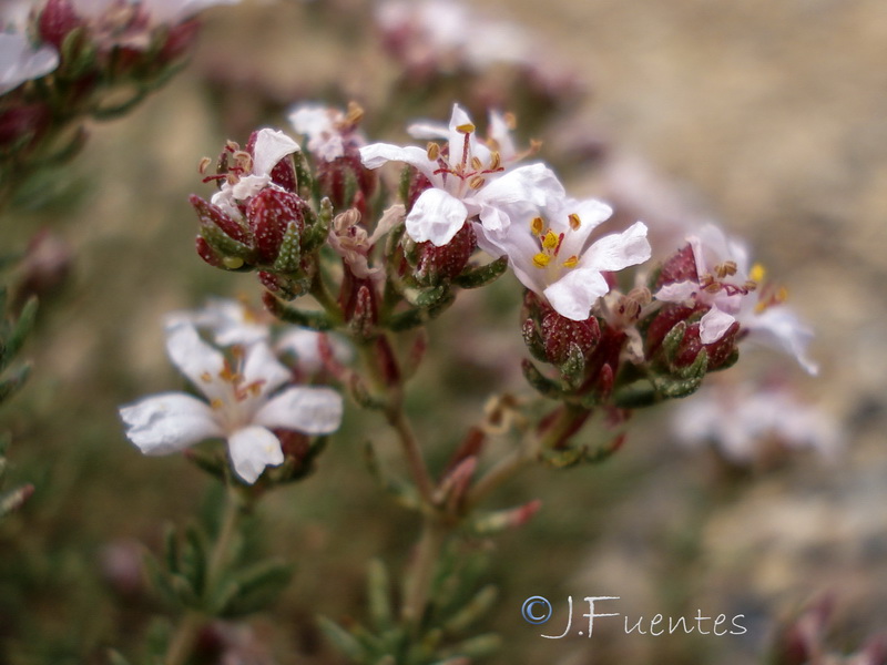Frankenia corymbosa.18