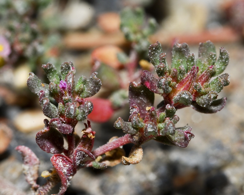 Frankenia pulverulenta.08