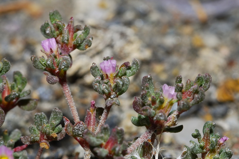 Frankenia pulverulenta.10