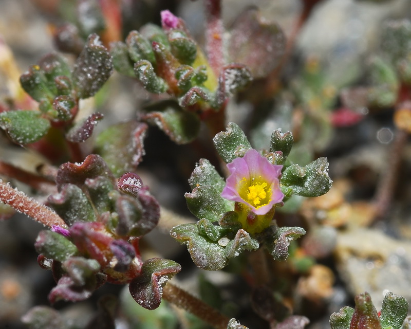 Frankenia pulverulenta.11