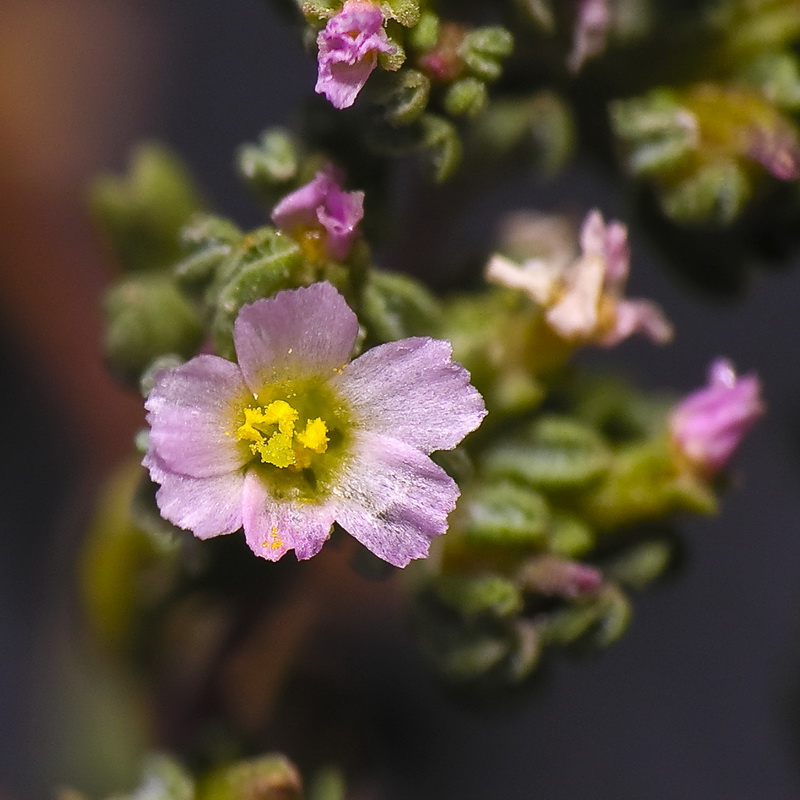 Frankenia pulverulenta.16