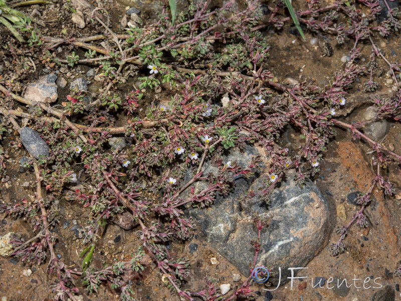 Frankenia pulverulenta.27